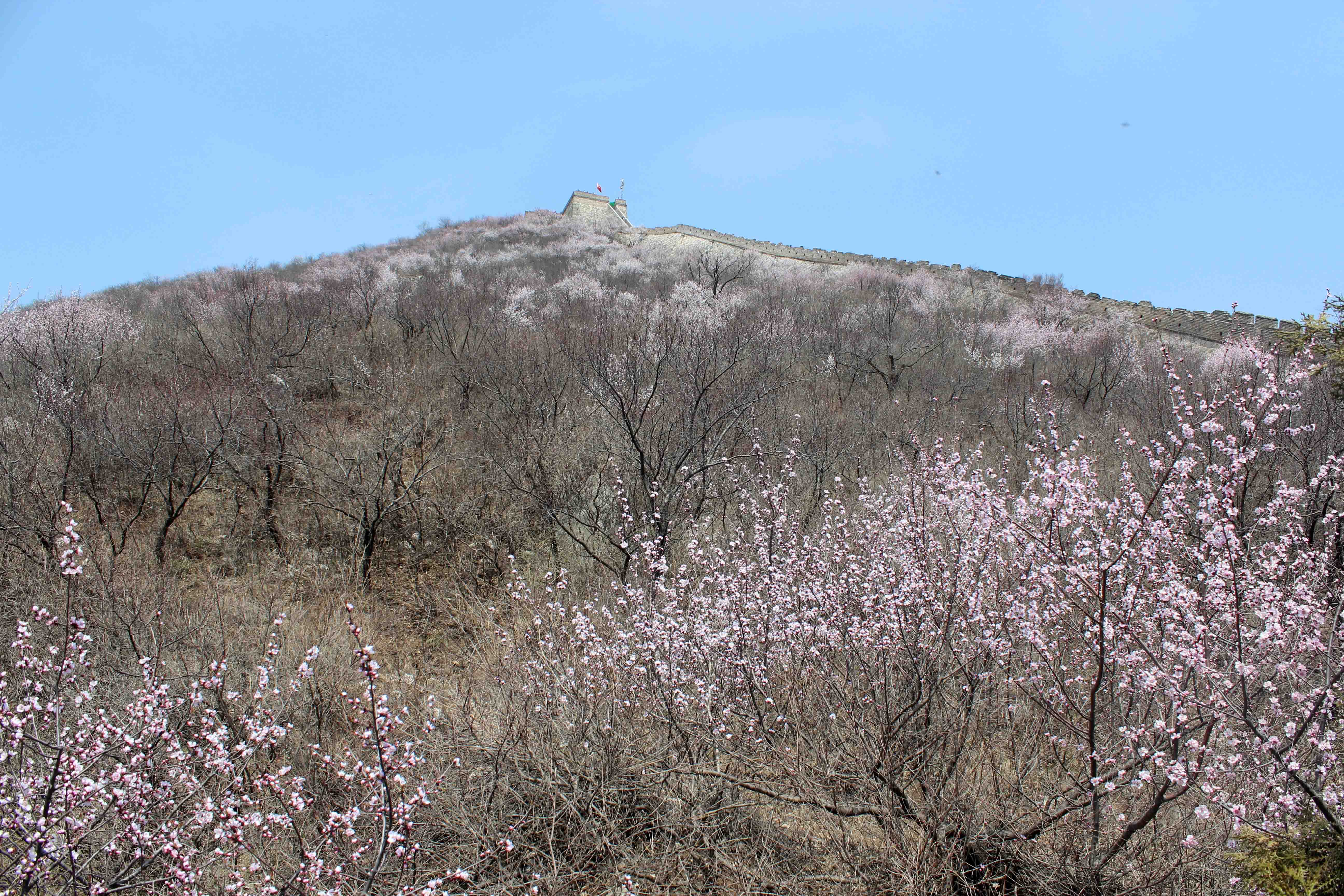 The Great Wall during Springtime