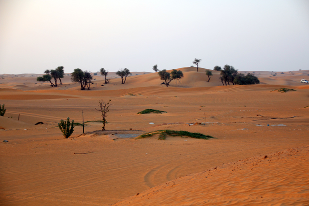 Desert safari Sharjah