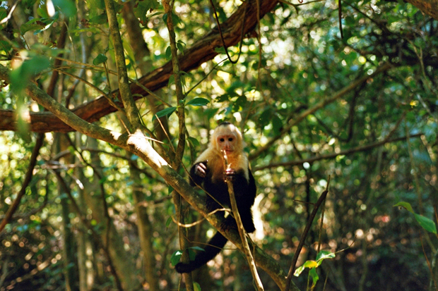 Monkey Manuel Antonio National Park Costa Rica