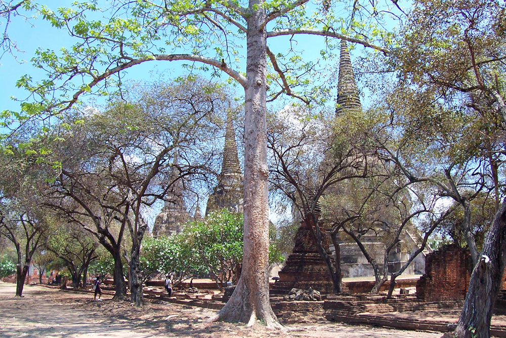 Wat Phra Si Sanphet Ayutthaya Tempel von Ayutthaya Thailand