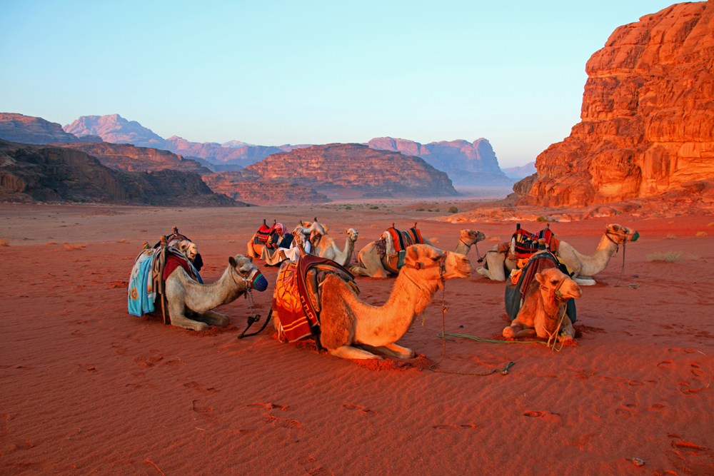 Camels Wadi Rum Jordan