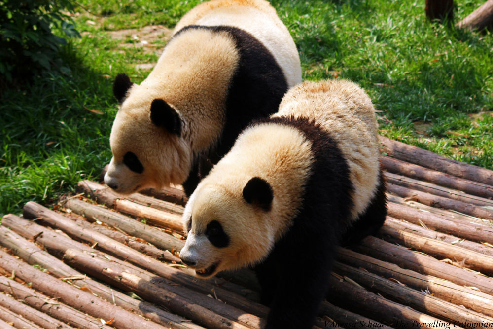 Pandas Chengdu Sichuan China ASIEN