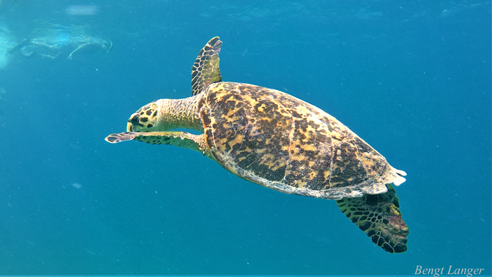 Turtle_The Maldives