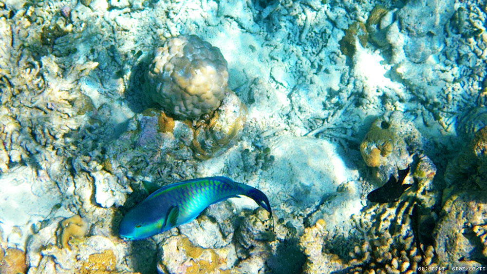 Bunter Fisch am Tauchparadies Kudiboli auf der Malediven Dhoni-Kreuzfahrt