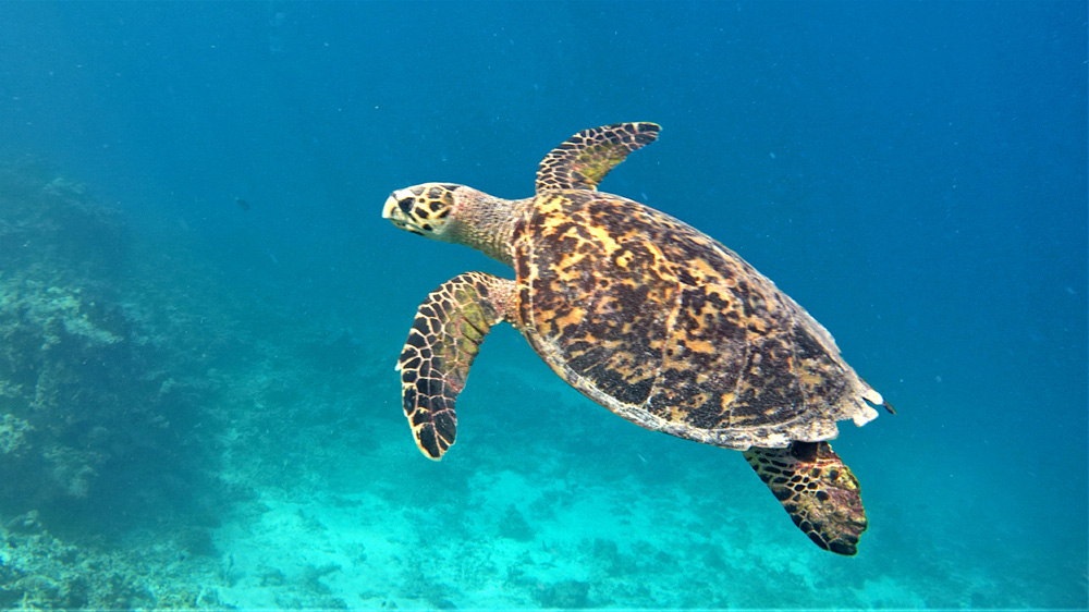 Schildkröte am Schildkrötenriff auf der Malediven Dhoni Kreuzfahrt