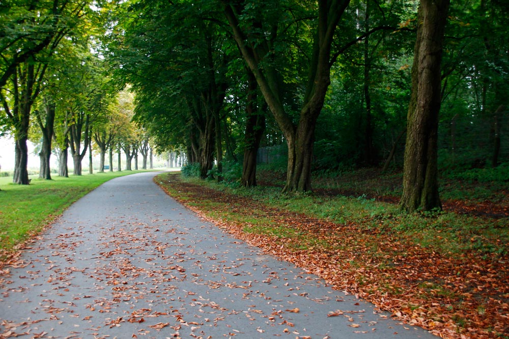 Jahrhundertealte Bäume säumen die Wege im Kurpark in Hamm