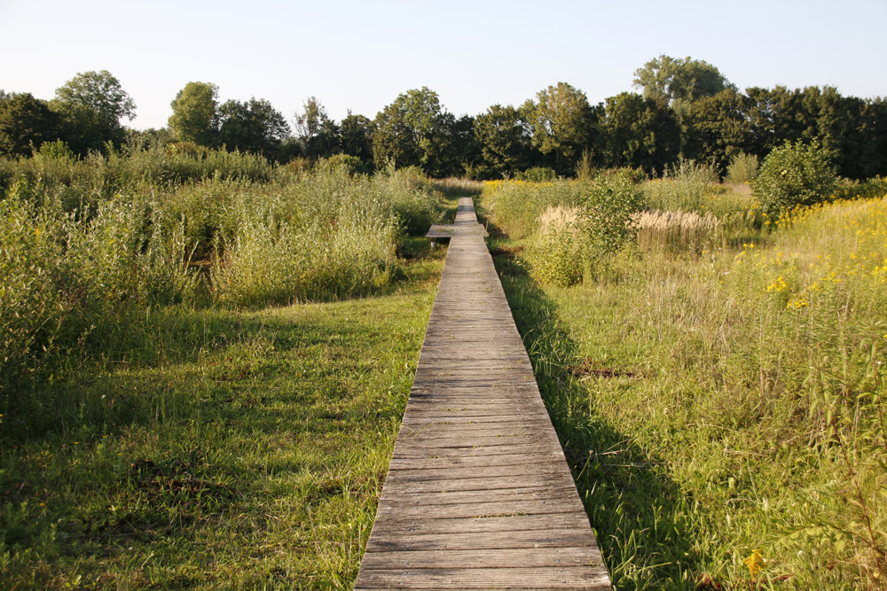 Befestigte Wege im Naturschutzgebiet Lippeauen in Hamm