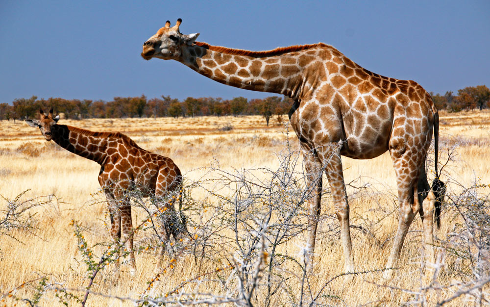 Giraffenmutter mit ihrem Giraffenkalb im Etosha-Nationalpark, Namibia