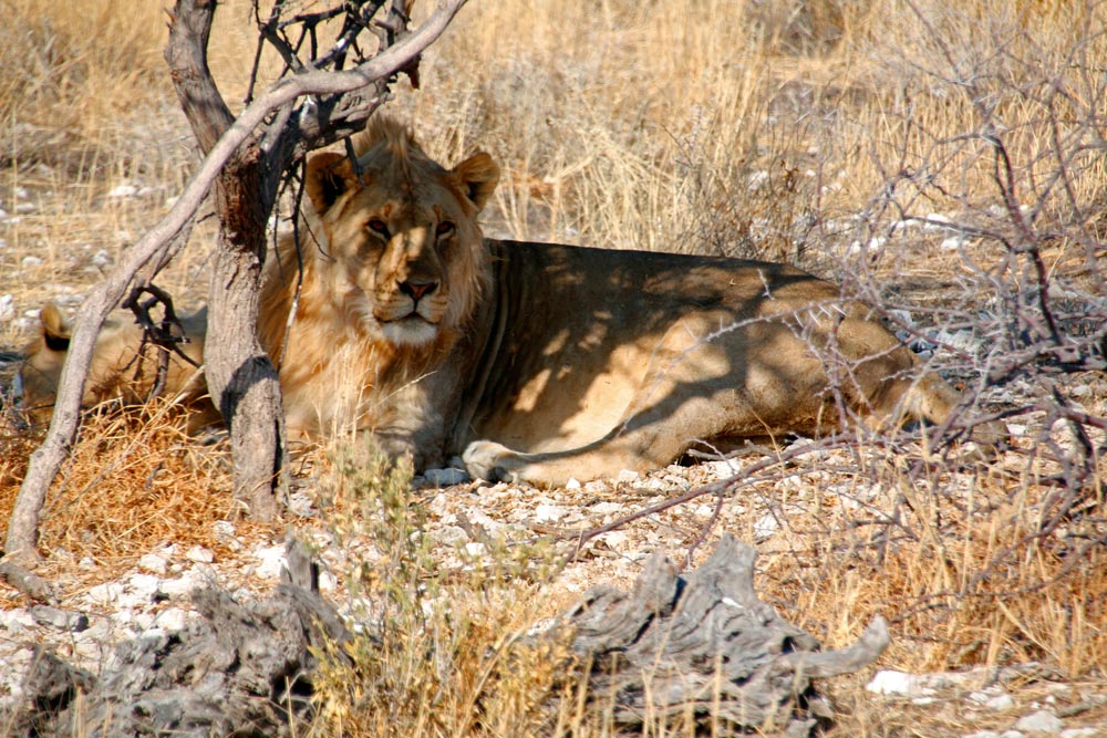 Löwen im Etosha-Nationalpark in Namibia