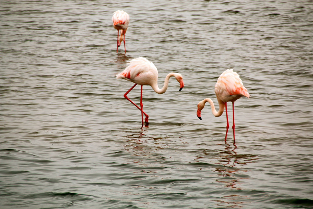 Drei Flamingos in der Flamingo Lagoon in Walvis Bay, Namibia