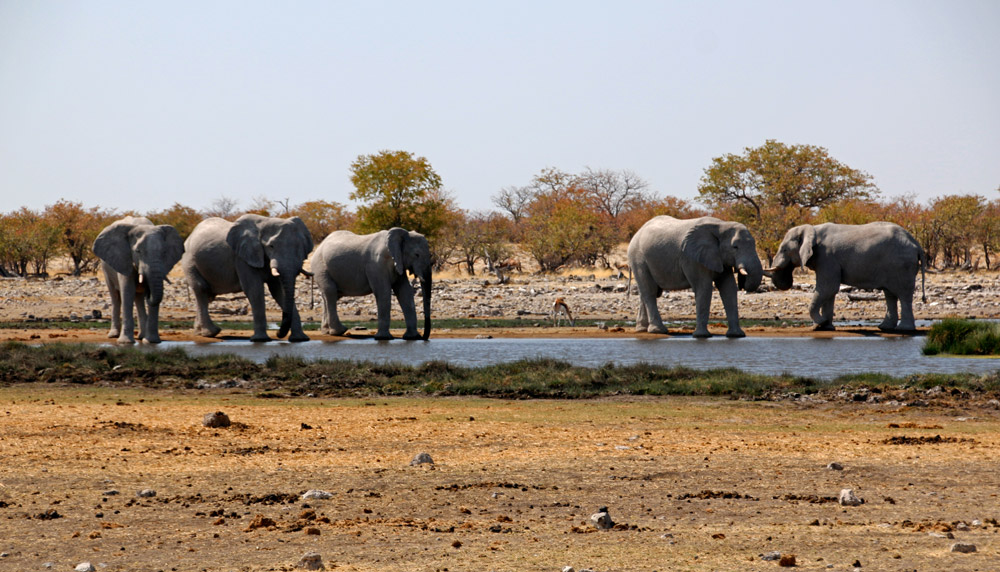 Elephant herd in Etosha National Park in Namibia