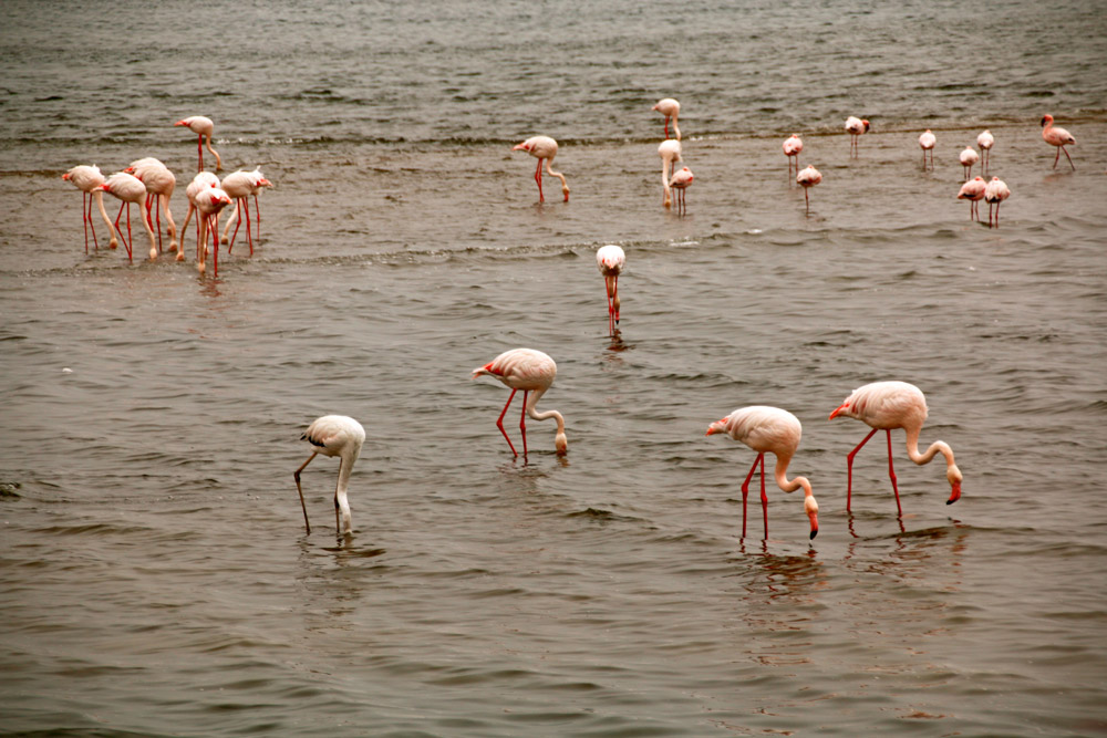 Group of Flamingos in the Flamingo Lagoon in Walvis Bay, Namibia